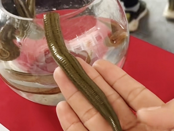 small4_17111956919457792 摇钱树娱乐成苗