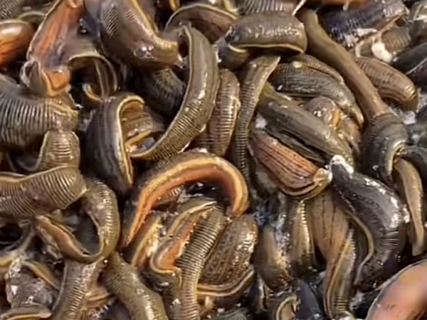 small4_17111957108211393 摇钱树娱乐成苗